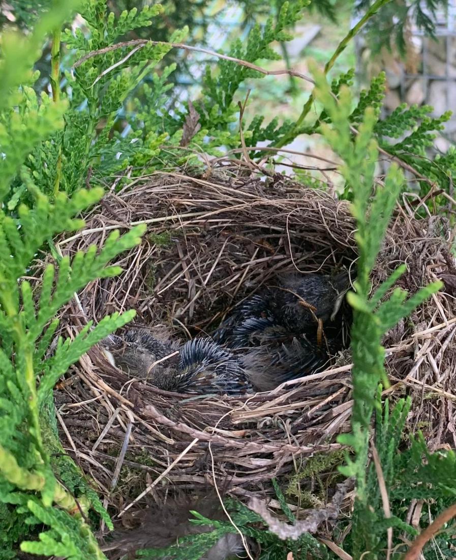 Amsel