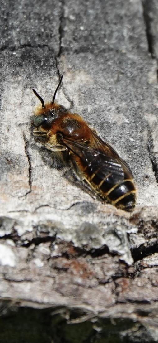 Natternkopf Mauerbiene 