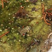Complexe des grenouilles vertes
