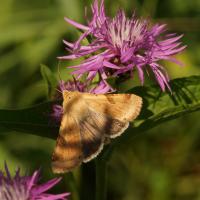 Schmetterling