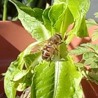 Eristalis tenax / Scheinbienen-Keilfleckschwebfl.