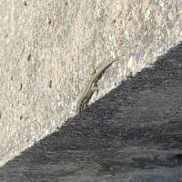 lézard des murailles