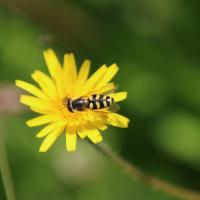 Gemeine Feldschwebfliege