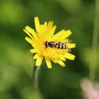 Gemeine Feldschwebfliege